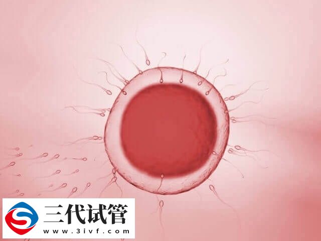 什么是异常受精(图1) 什么是异常受精(图1)