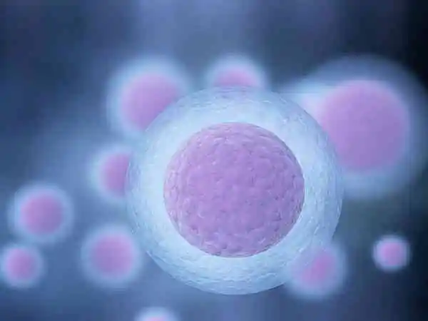 试管婴儿老公需要做什么(图1) 试管婴儿老公需要做什么(图1)