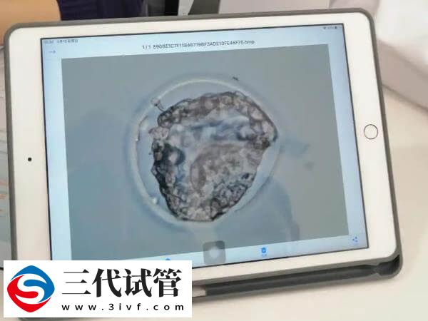 鲜胚几级成活率比较高(图2)