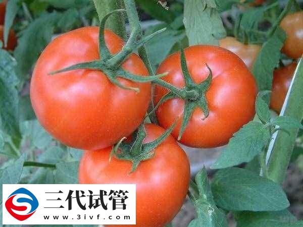 取卵后可以吃什么食物(图2)