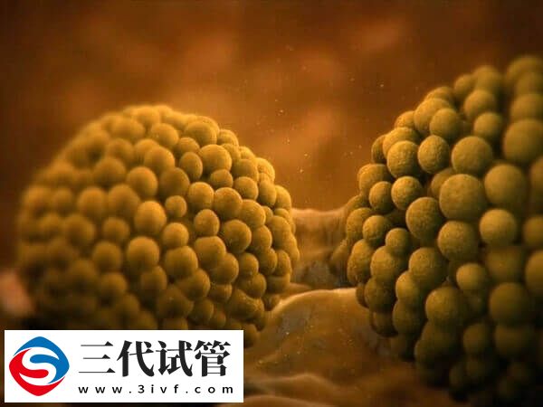 试管婴儿序贯移植是一个周期内先后移植两次胚胎吗？