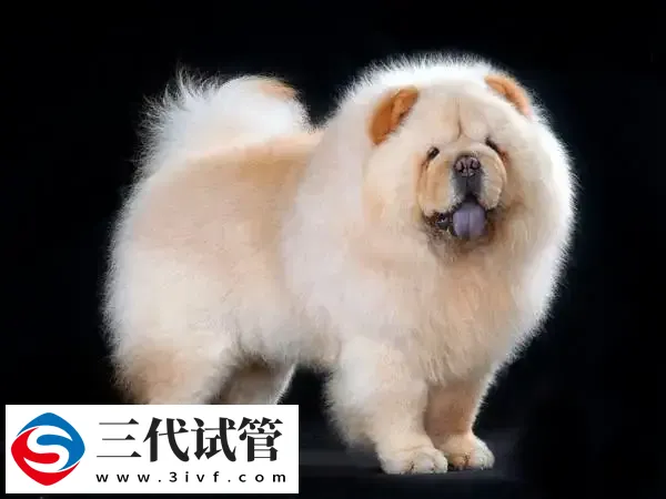 孕妇几个月后可以养狗