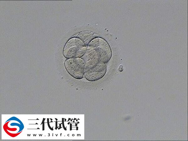 囊胚5ab质量好还是4bb好